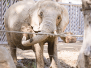 “Sempre la recordarem amb estima”: Mor Susi, l’elefanta africana més vella del Zoo de Barcelona