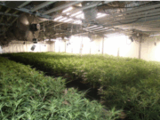 Narconau a Barberà: més de 1.200 plantes de marihuana amagades en un polígon industrial