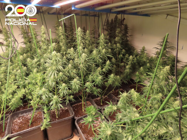 Les plantes de marihuana trobades a l'interior del pis