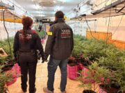 Escàndol a Sabadell: descobreixen una plantació de droga amb 300 plantes just al costat d’una escola