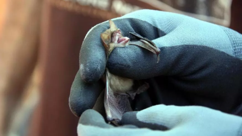 Un ratpenat d'orelles dentades. / ACN